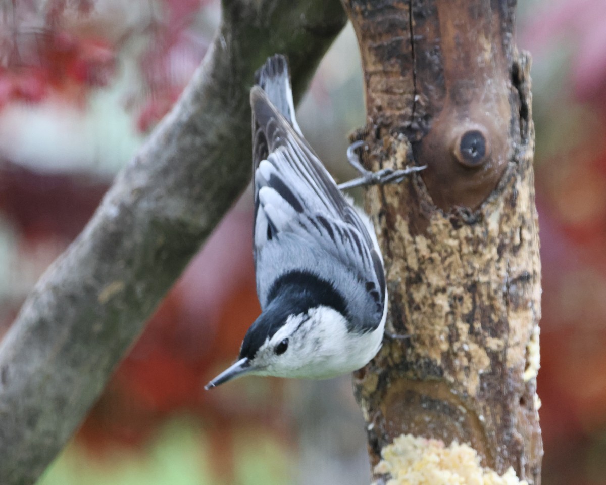 White-breasted Nuthatch - ML618054049