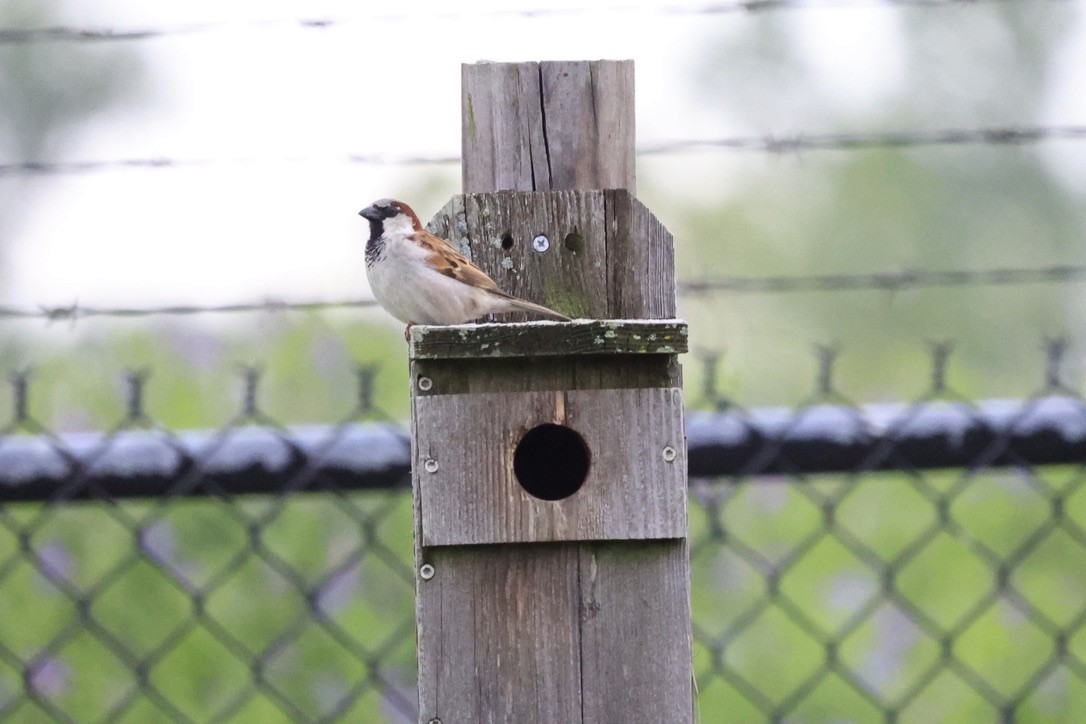 House Sparrow - sandy berger