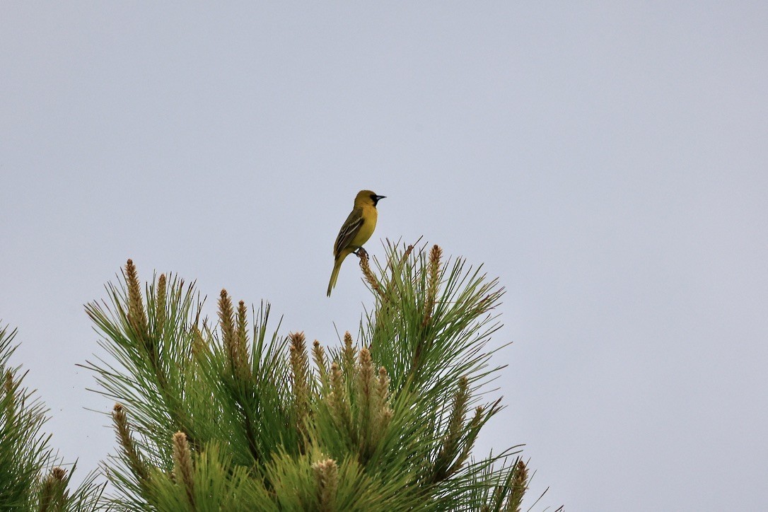 Orchard Oriole - ML618054083