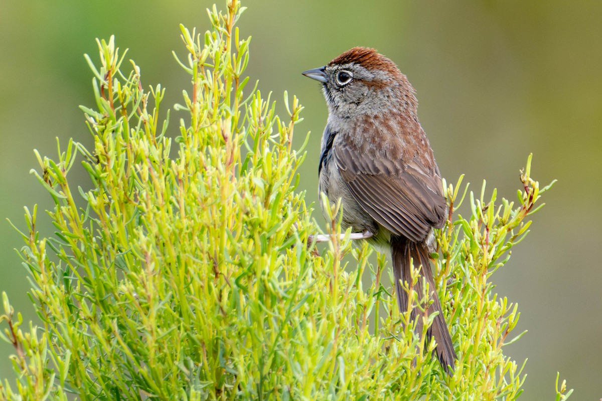 Rufous-crowned Sparrow - Nancy Christensen