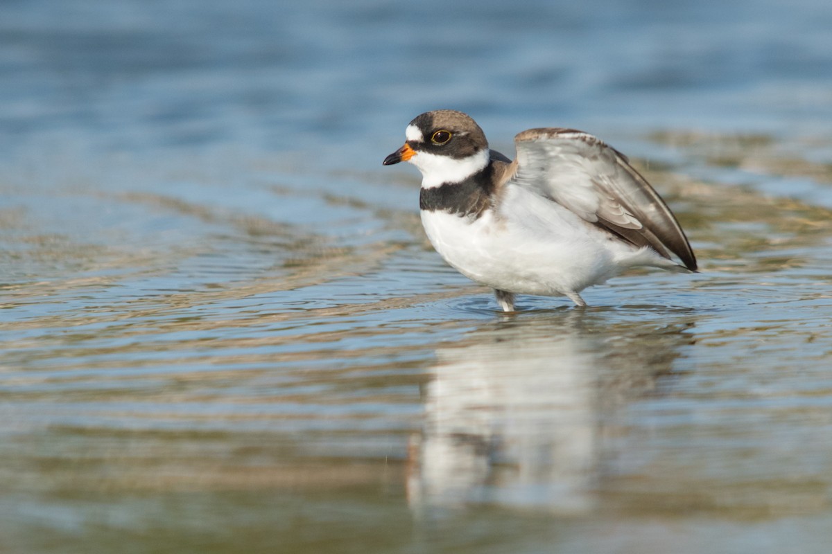 Semipalmated Plover - ML618054107