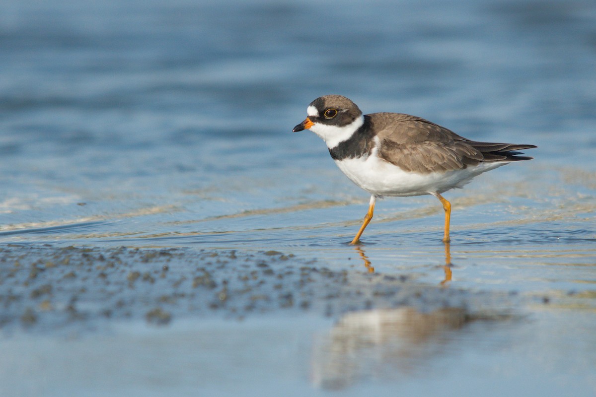 Semipalmated Plover - ML618054113