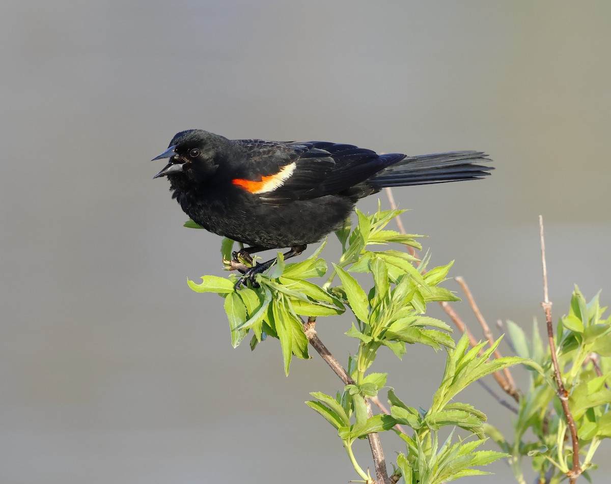 Red-winged Blackbird - ML618054123