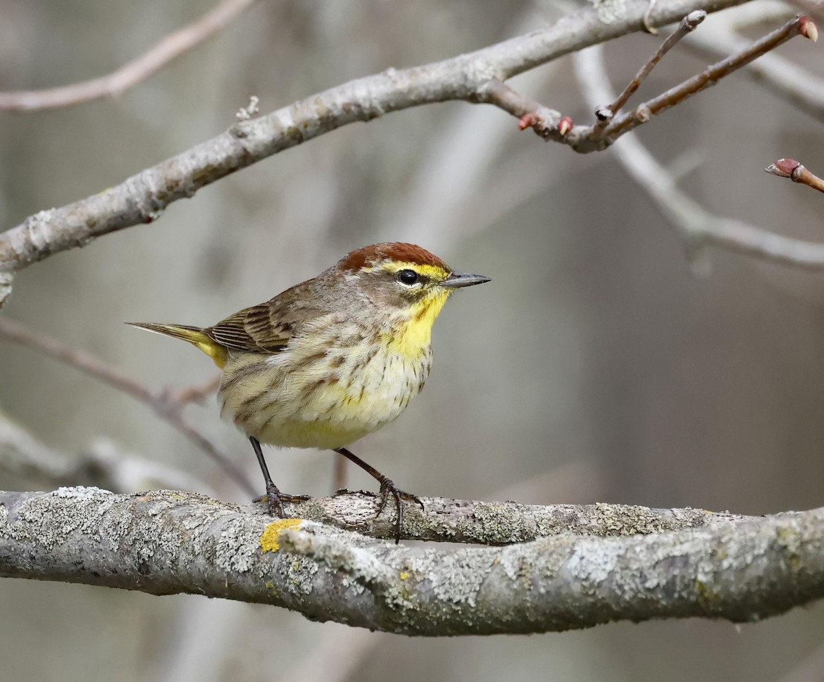 Palm Warbler - Michael Smith