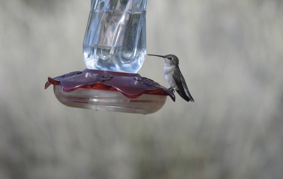 Anna's Hummingbird - ML618054163