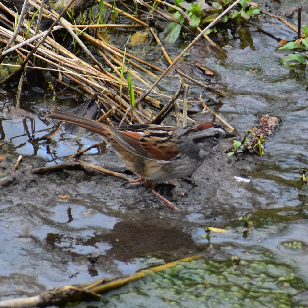 Swamp Sparrow - Vinny Horvath