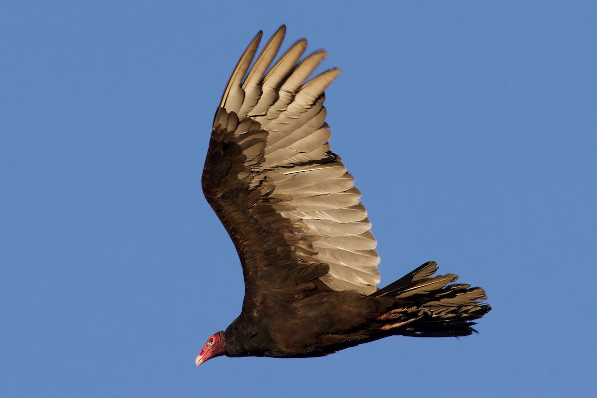 Turkey Vulture - Mathias & Sharon Mutzl