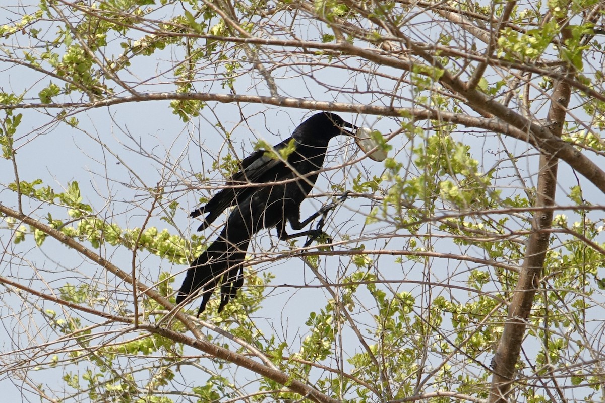 Fish Crow - Yue Huang