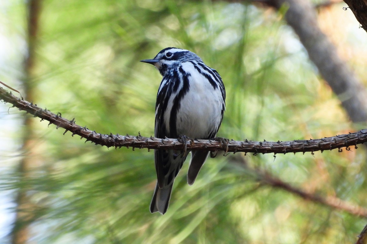 Black-and-white Warbler - ML618054212