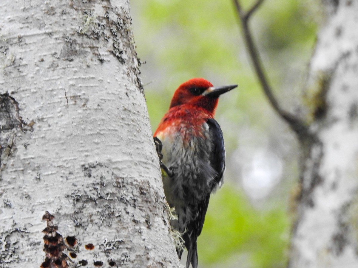 Red-breasted Sapsucker - ML618054249