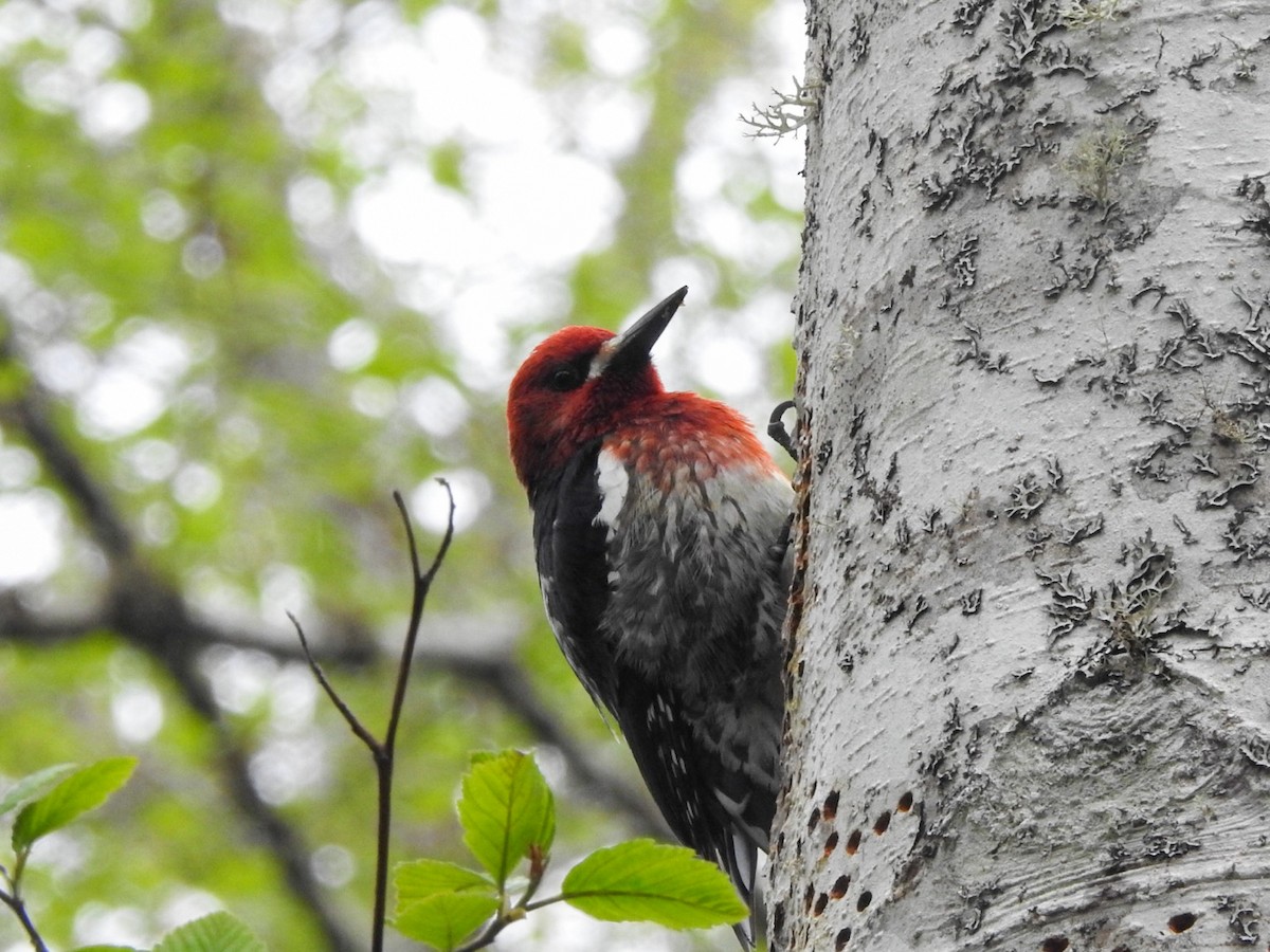 Red-breasted Sapsucker - ML618054250