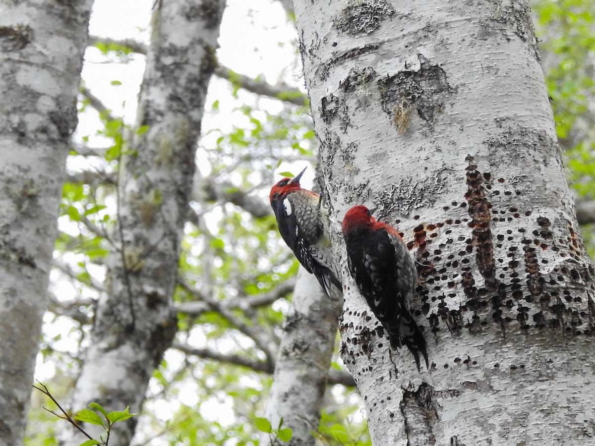 Red-breasted Sapsucker - ML618054251