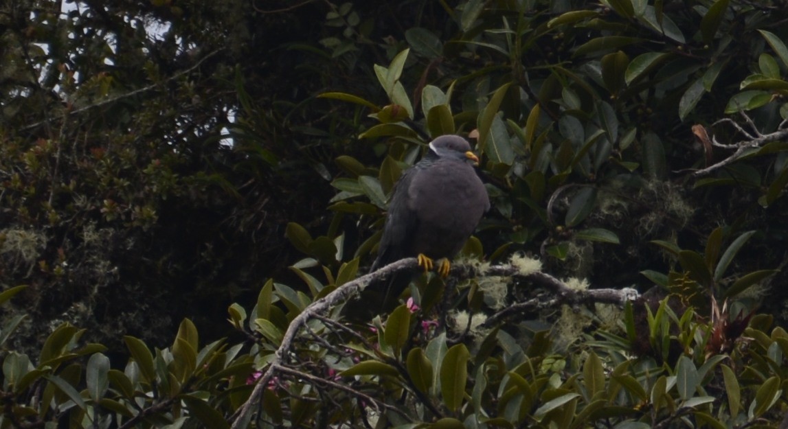 Band-tailed Pigeon - Spencer Vanderhoof