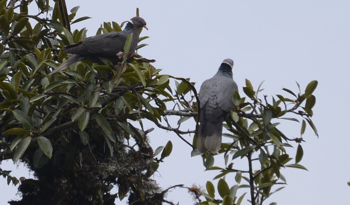 Band-tailed Pigeon - ML618054288