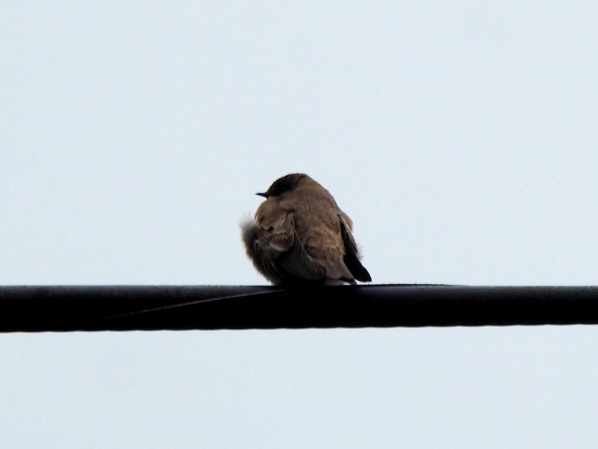 Northern Rough-winged Swallow - David Baird