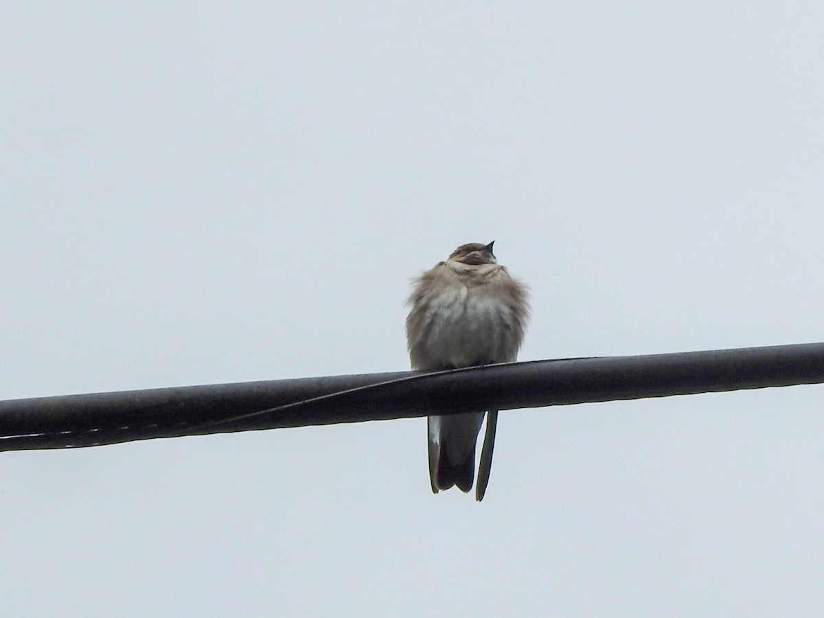 Northern Rough-winged Swallow - ML618054298