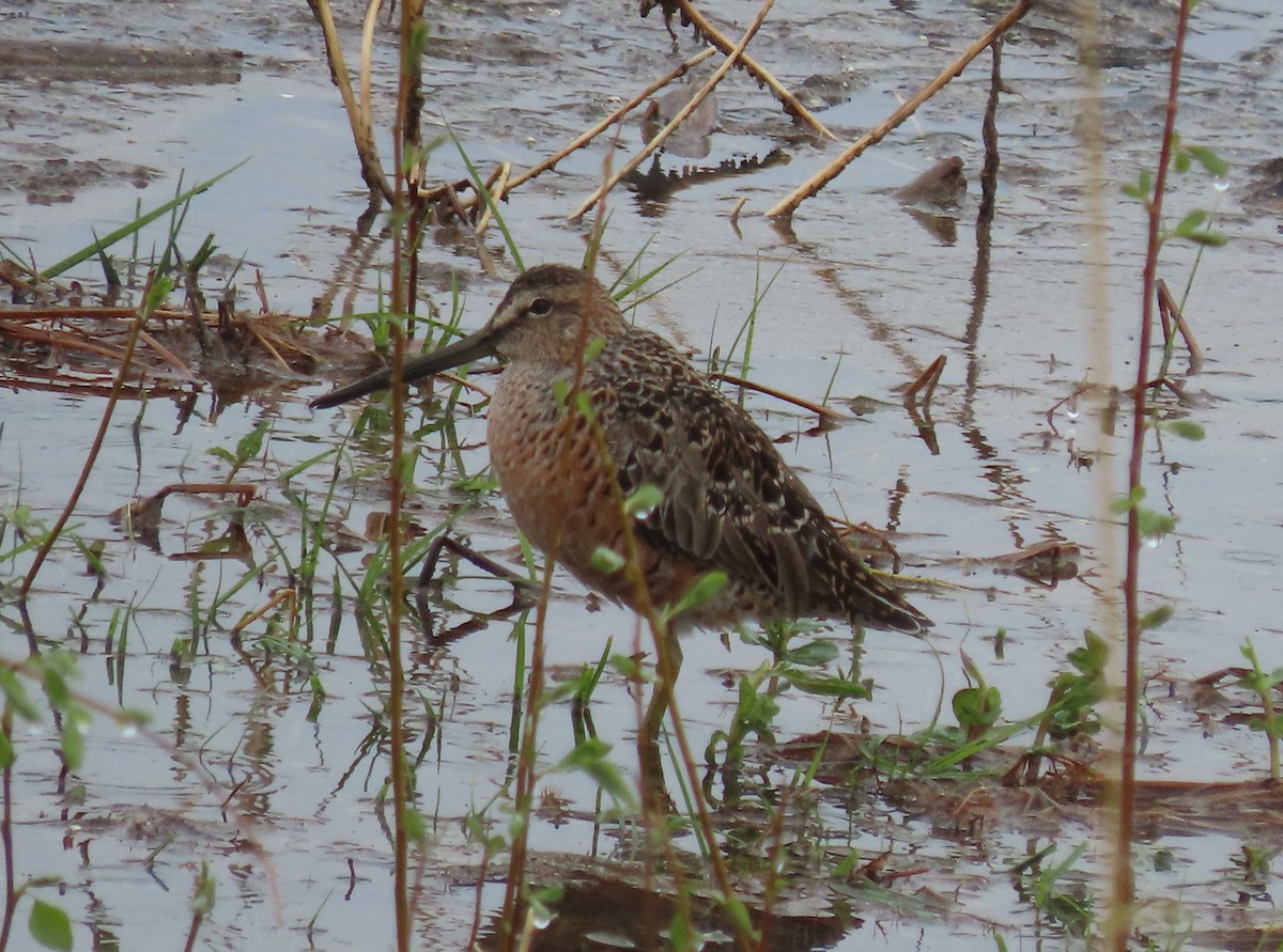 Long-billed Dowitcher - ML618054321