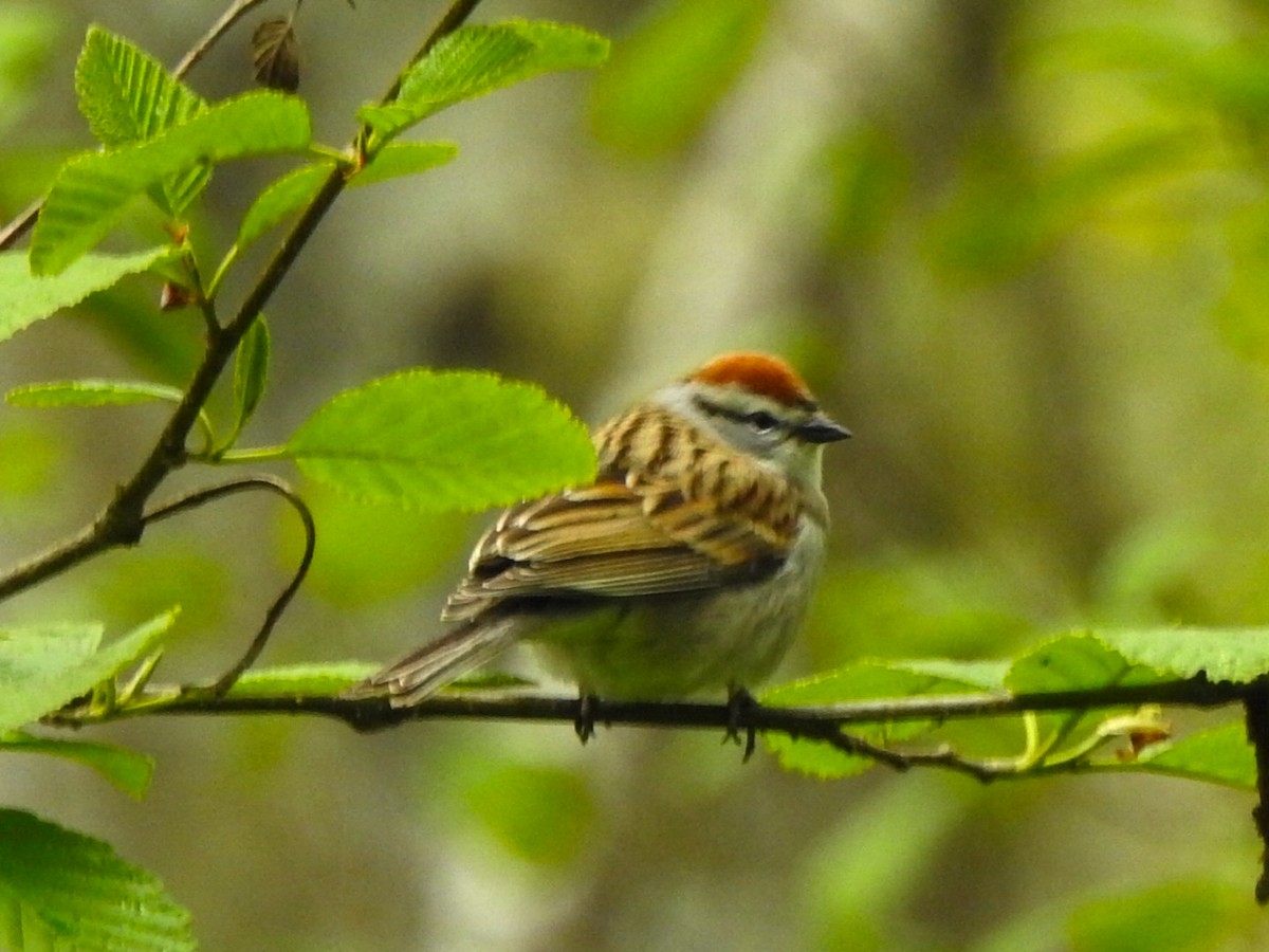 Chipping Sparrow - ML618054332