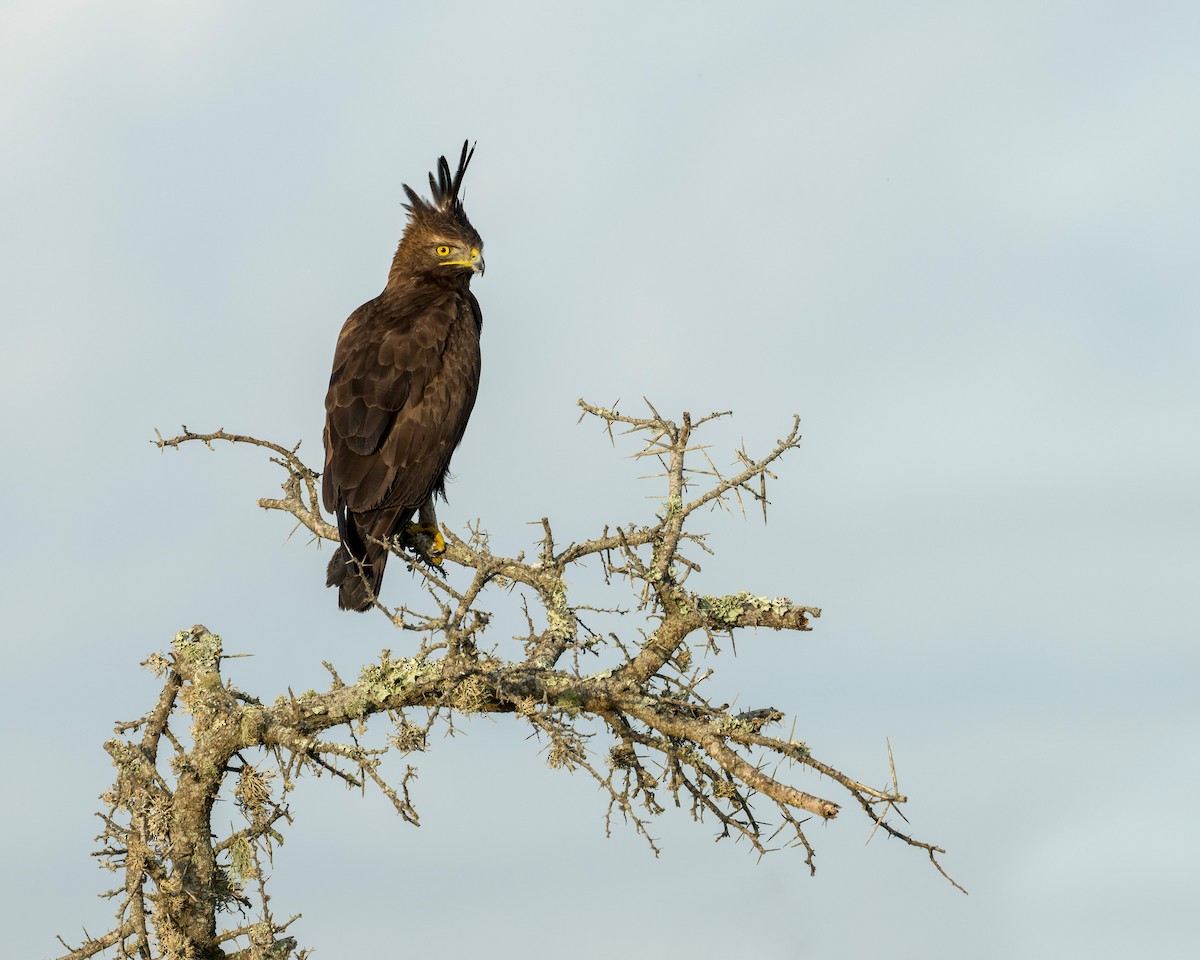 Long-crested Eagle - Heyn de Kock