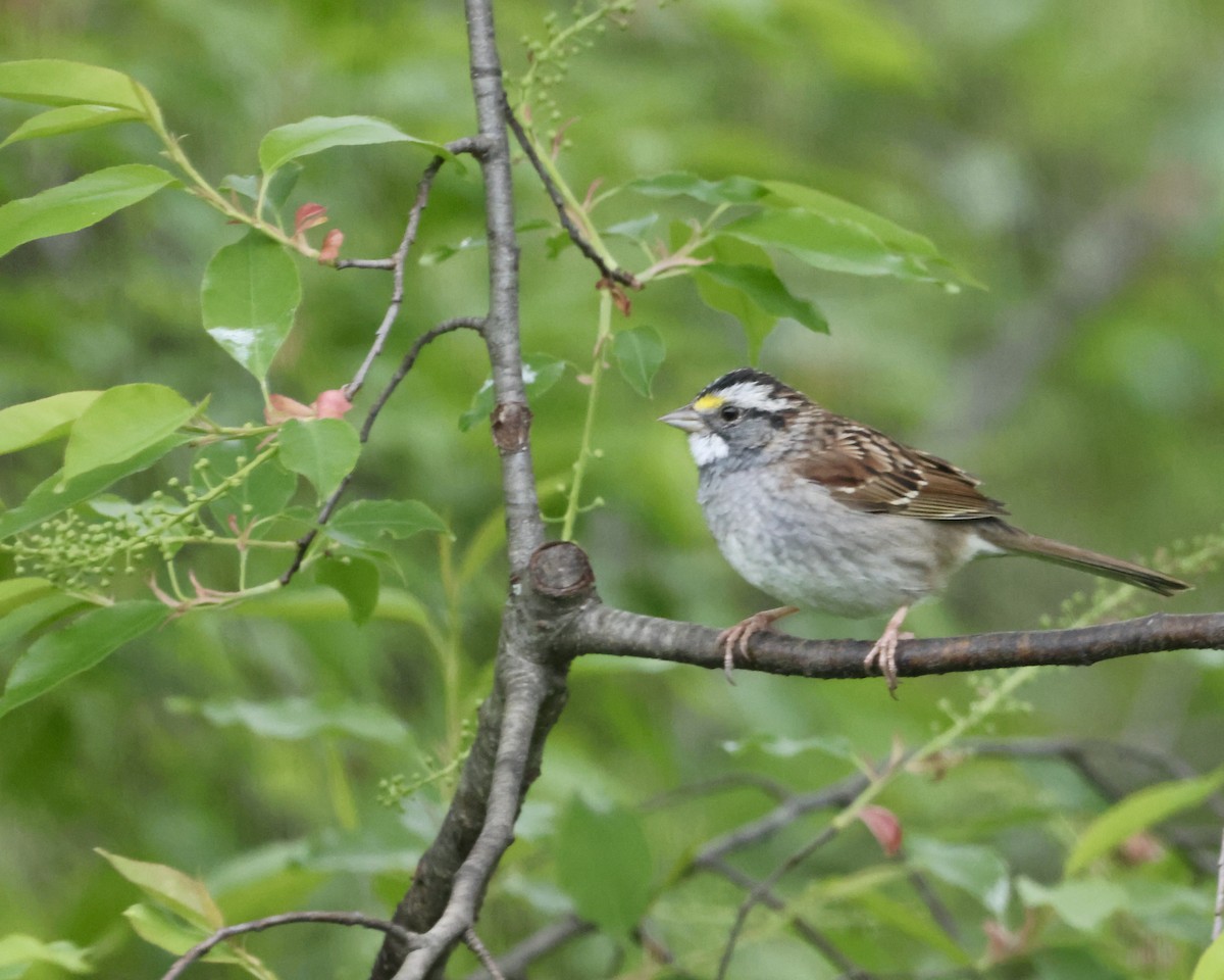 White-throated Sparrow - ML618054372