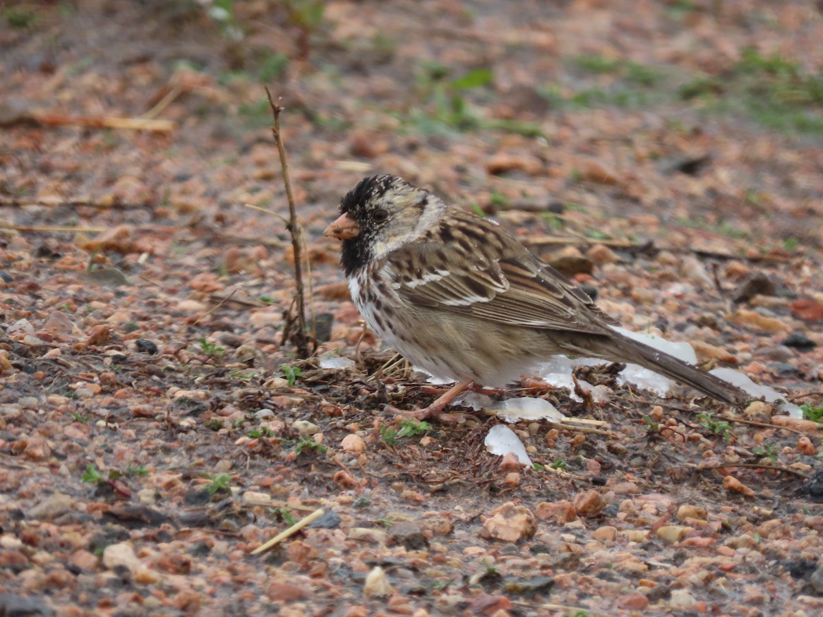 Harris's Sparrow - Myron Gerhard