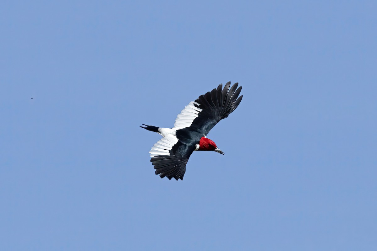 Red-headed Woodpecker - Charlie Arp