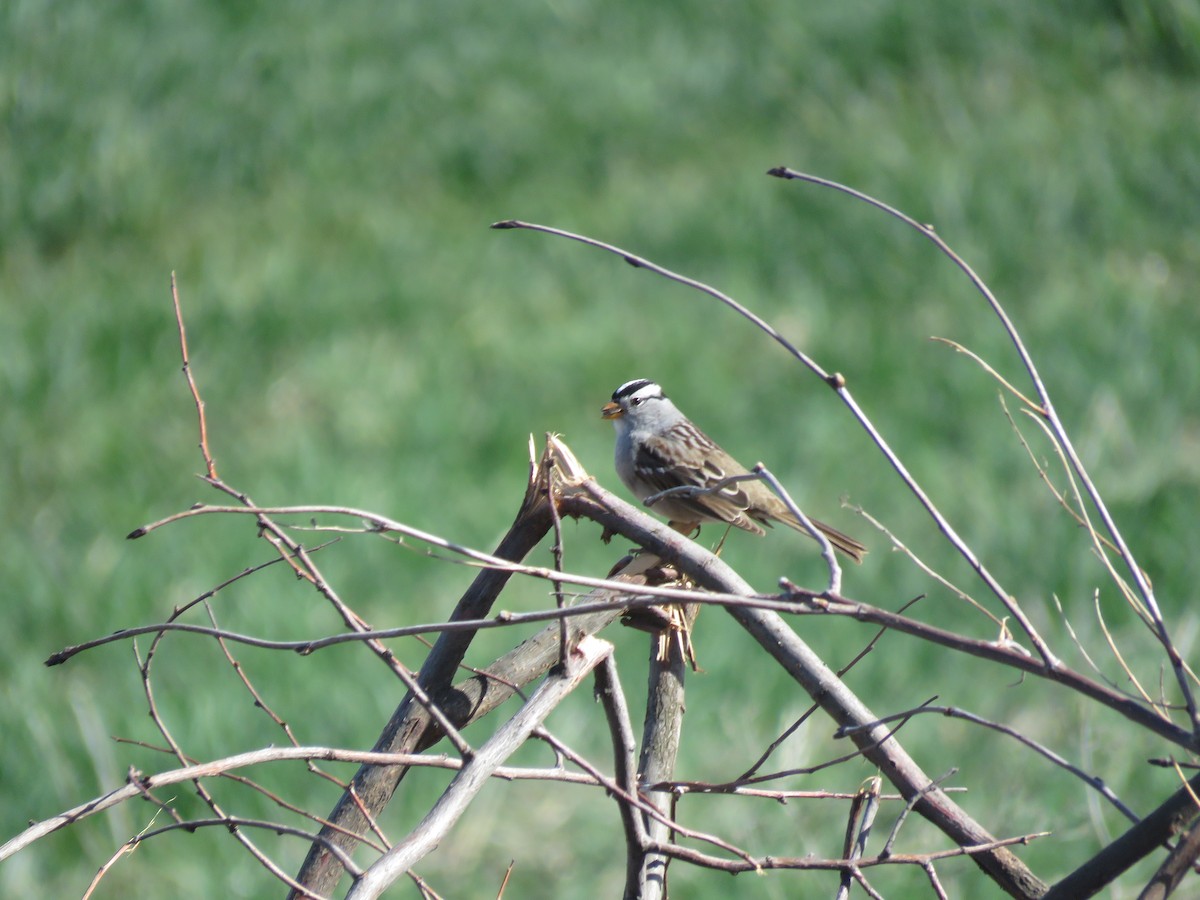 White-crowned Sparrow - Curtis Mahon