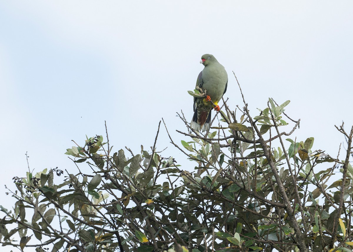 African Green-Pigeon - ML618054463