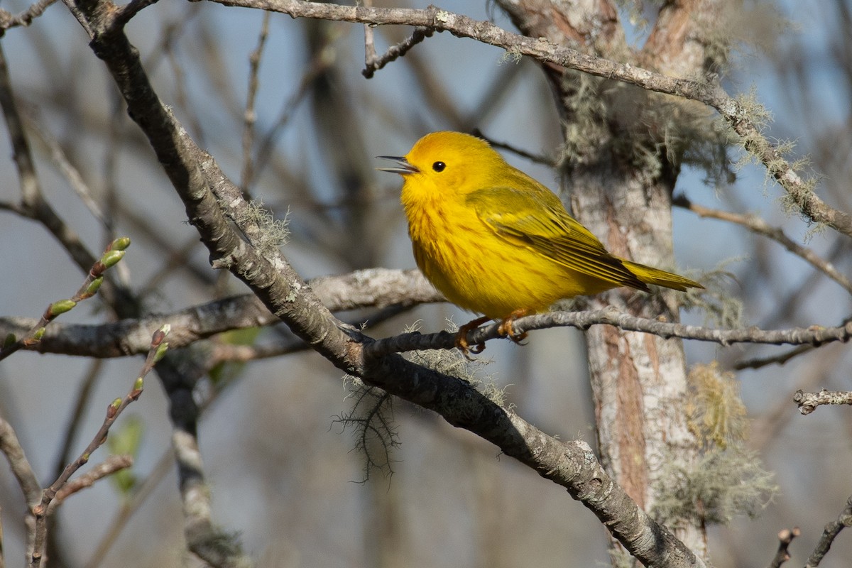 Yellow Warbler (Northern) - Mike Tucker