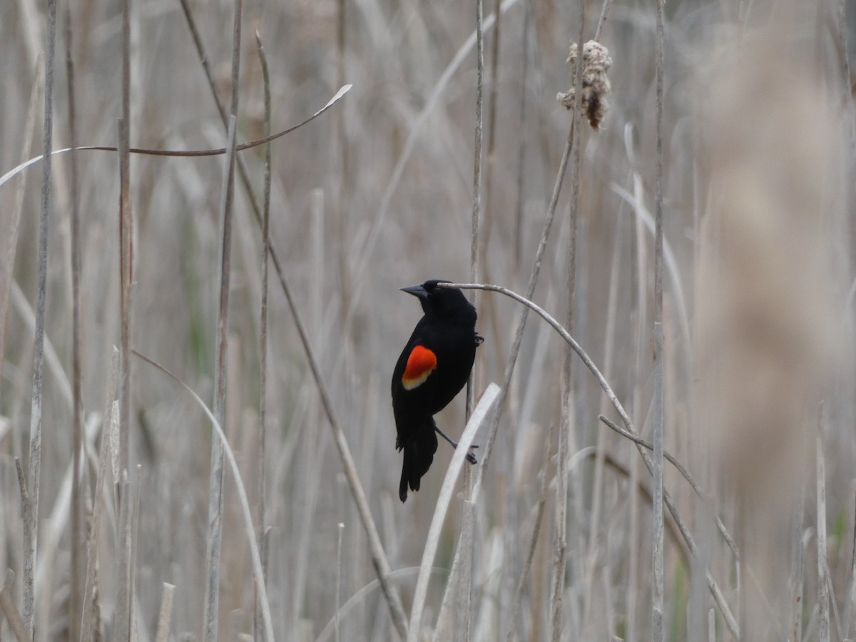 Red-winged Blackbird - ML618054497