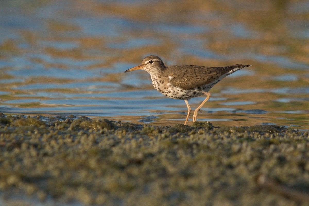 Spotted Sandpiper - Ronan Pangie