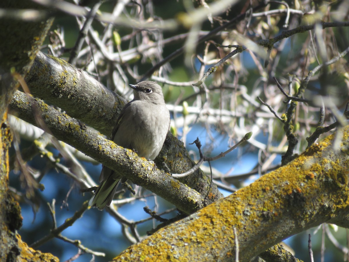 Townsend's Solitaire - ML618054530