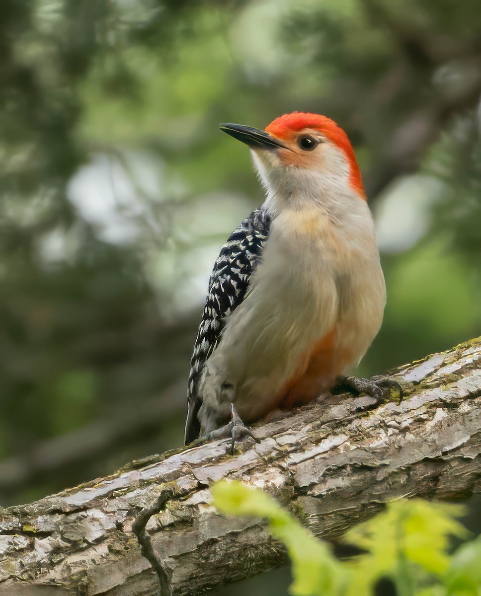 Red-bellied Woodpecker - Howard Cox