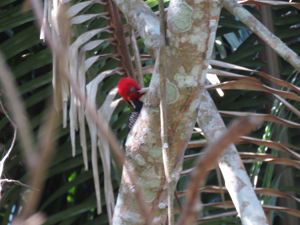 Pale-billed Woodpecker - Andrew Emlen