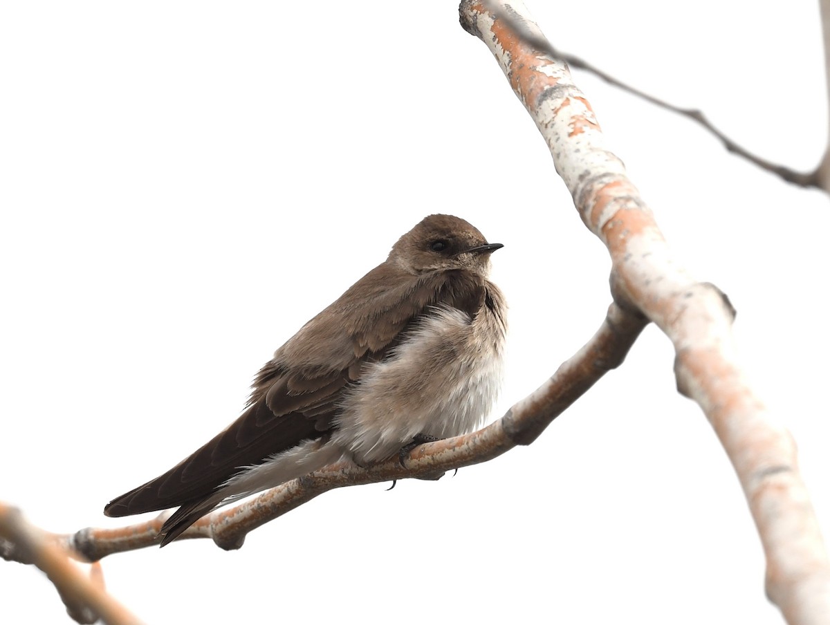 Northern Rough-winged Swallow - Gaylene Lazar