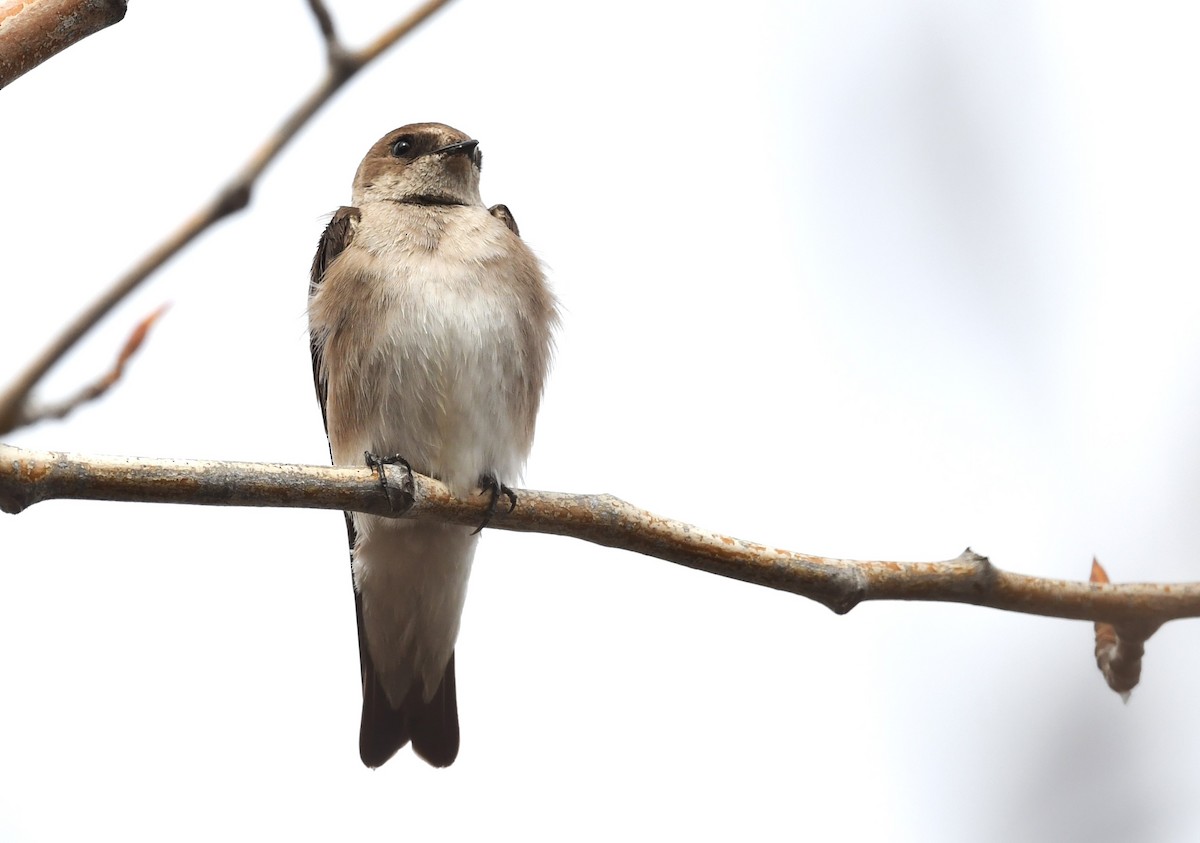 Northern Rough-winged Swallow - ML618054557