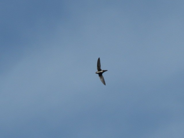 White-throated Swift - Curtis Mahon