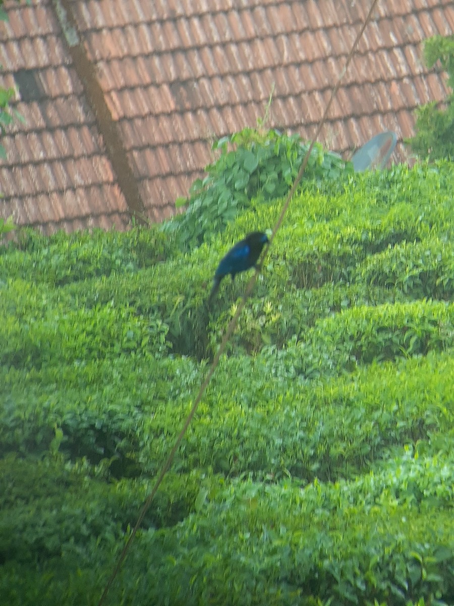 Малабарская синяя птица - ML618054590