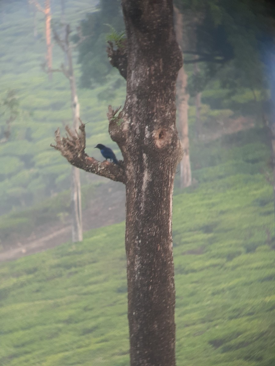 Малабарская синяя птица - ML618054593