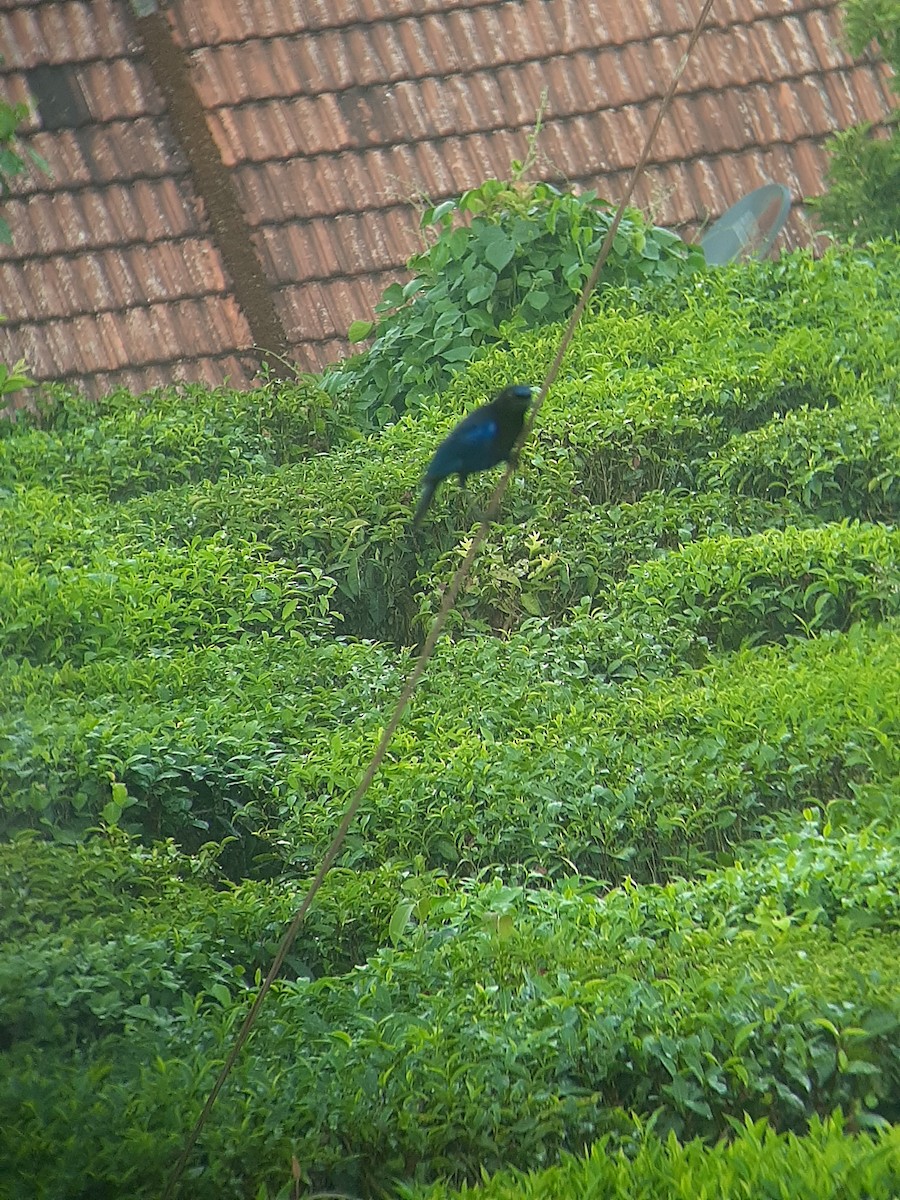 Малабарская синяя птица - ML618054601