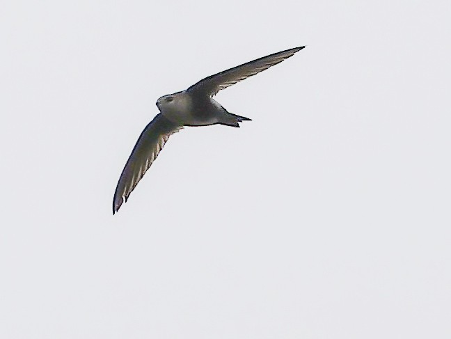 White-throated Swift - ML618054636
