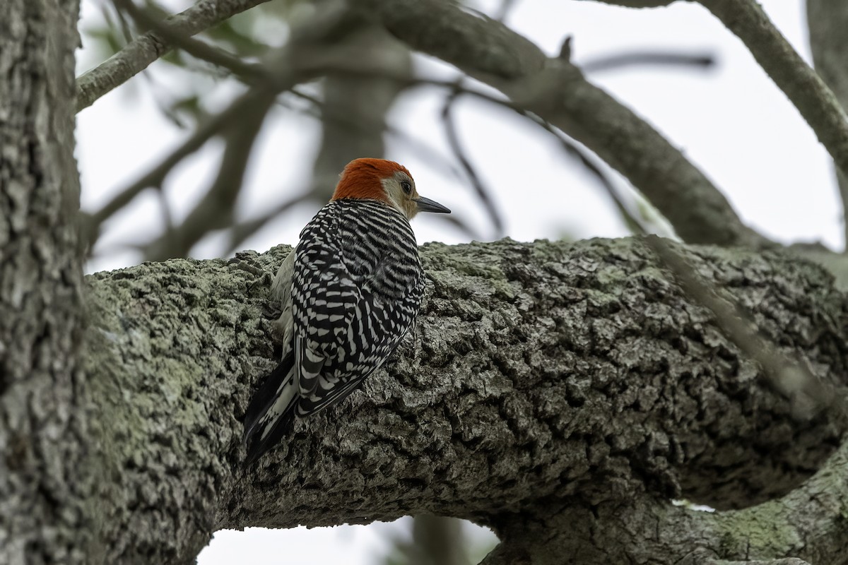 Red-bellied Woodpecker - ML618054674