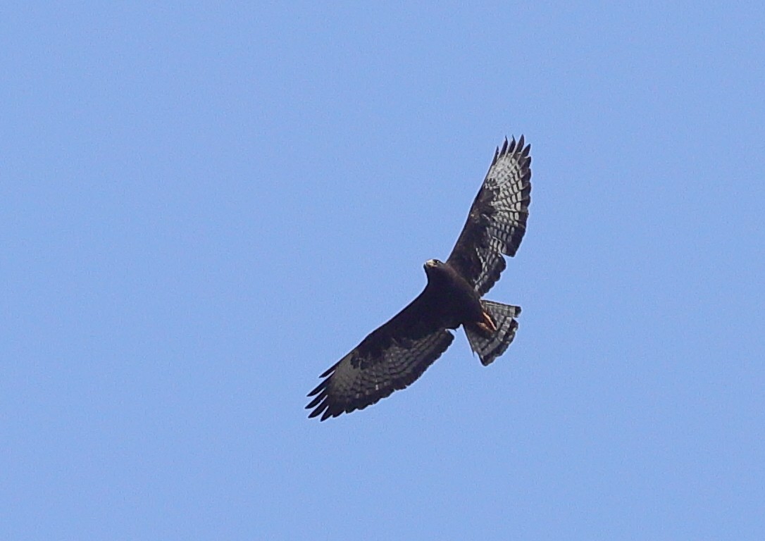 Zone-tailed Hawk - ML618054678