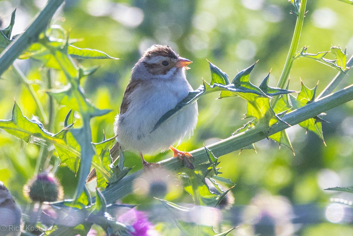 Clay-colored Sparrow - Rich Kostecke