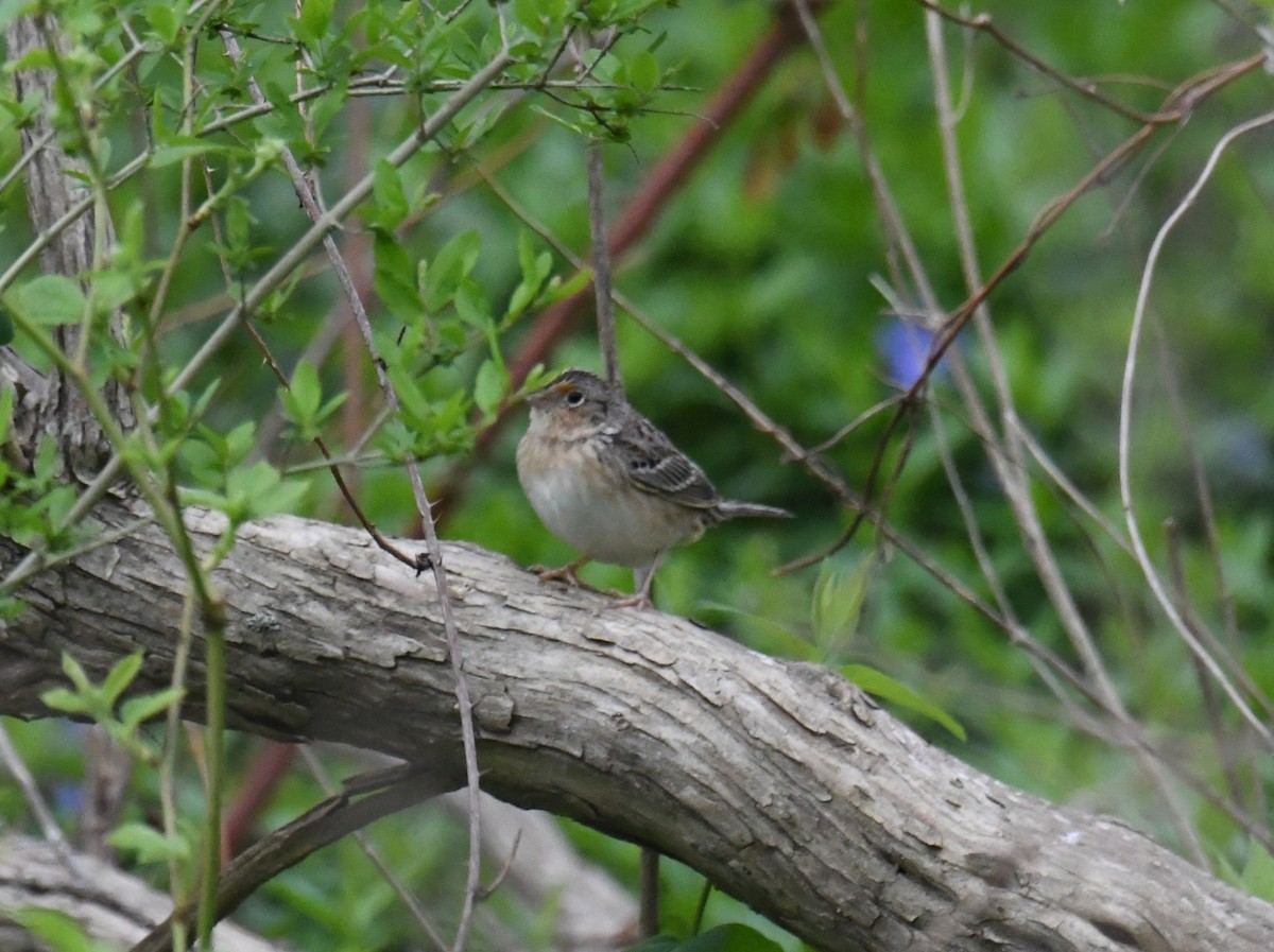 Grasshopper Sparrow - ML618054704