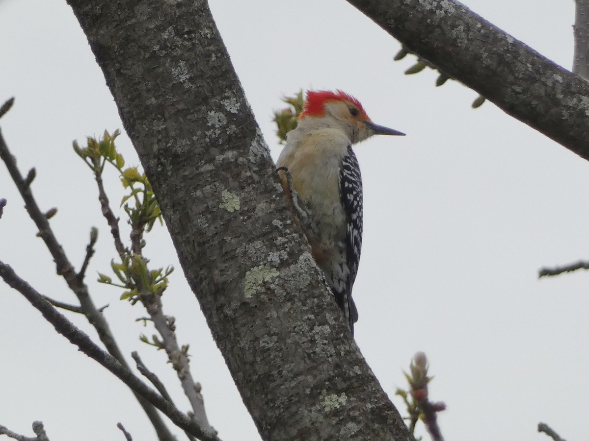 Red-bellied Woodpecker - ML618054713