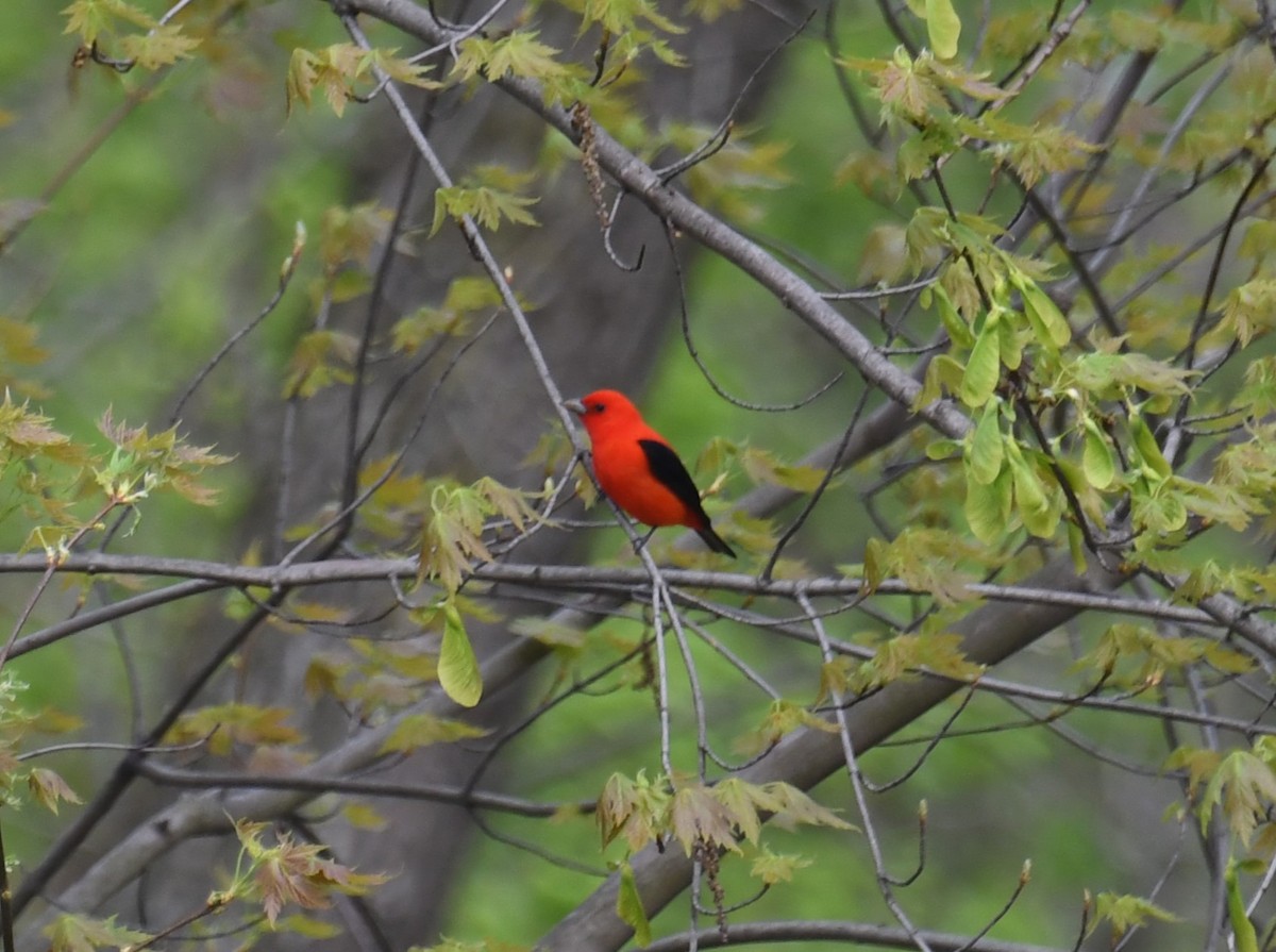 Scarlet Tanager - ML618054730