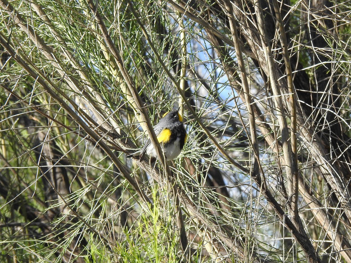 Yellow-rumped Warbler (Audubon's) - ML618054731