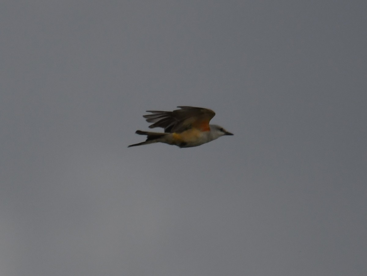 Scissor-tailed Flycatcher - Austin Rice
