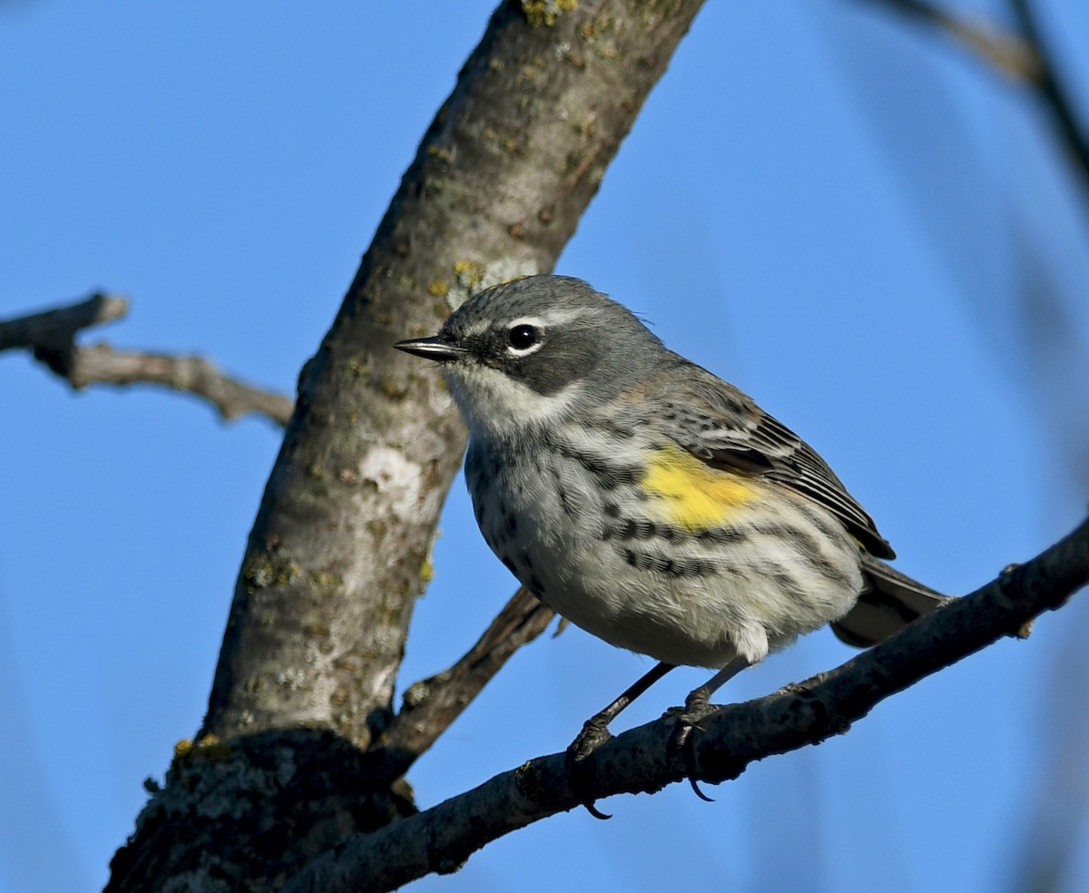 Yellow-rumped Warbler - Chad Kowalski